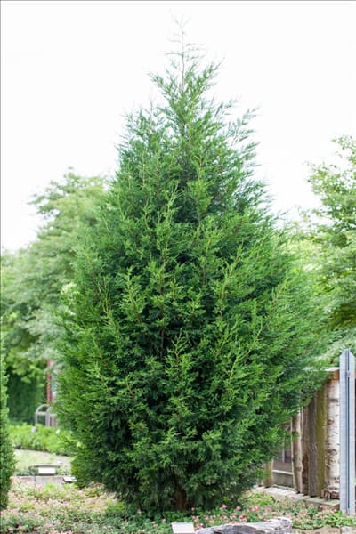 Cupressocyparis leylandii