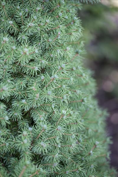 Picea glauca 'Conica'