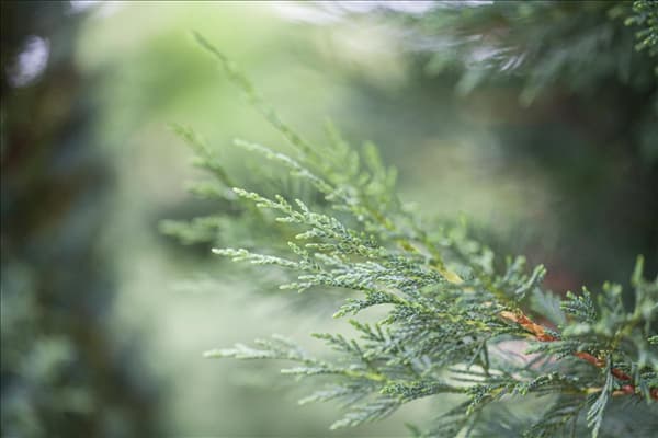 Cupressocyparis leylandii