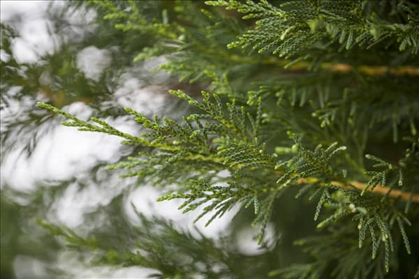 Cupressocyparis leylandii