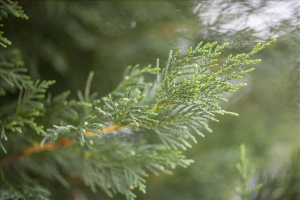 Cupressocyparis leylandii