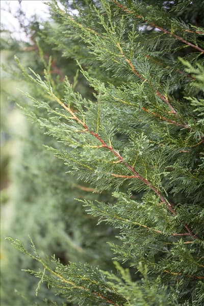 Cupressocyparis leylandii