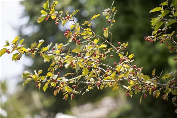 Crataegus coccinea