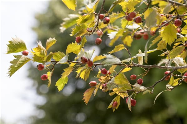 Crataegus coccinea