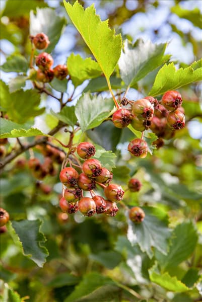 Crataegus coccinea