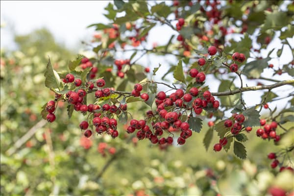 Crataegus coccinea