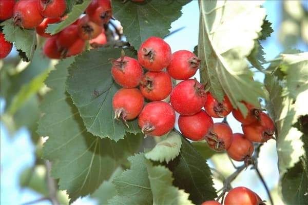 Crataegus coccinea