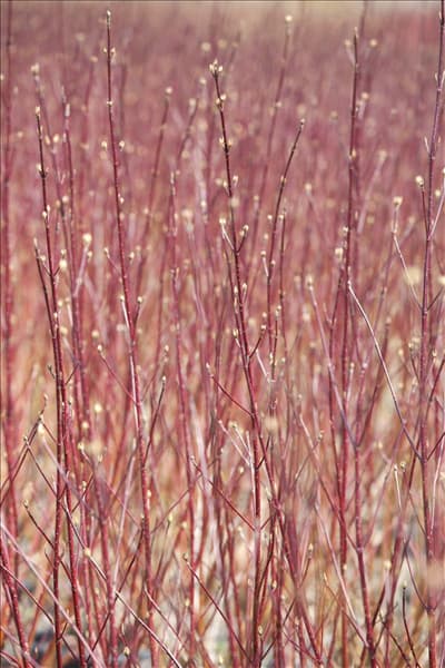 Cornus alba