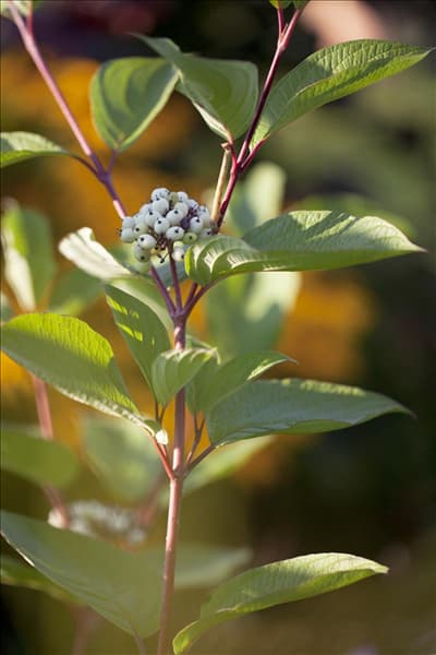 Cornus alba