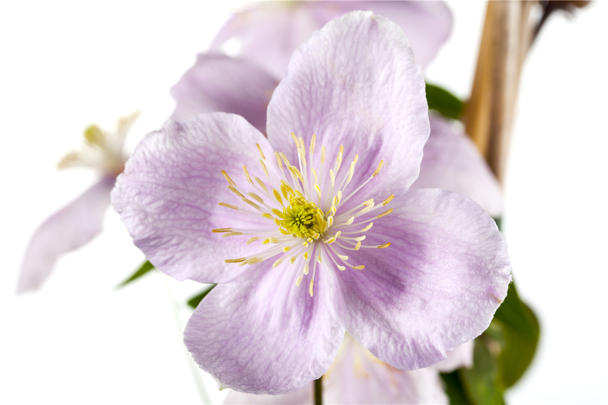 Clematis montana 'Rubens'