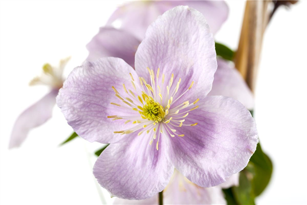 Clematis montana 'Rubens'