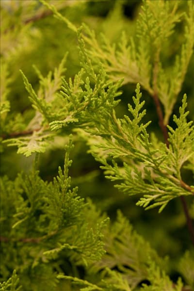 Cupressocyparis leylandii 'Gold Rider'