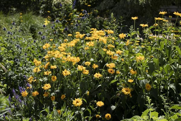 Helianthus decapetalus