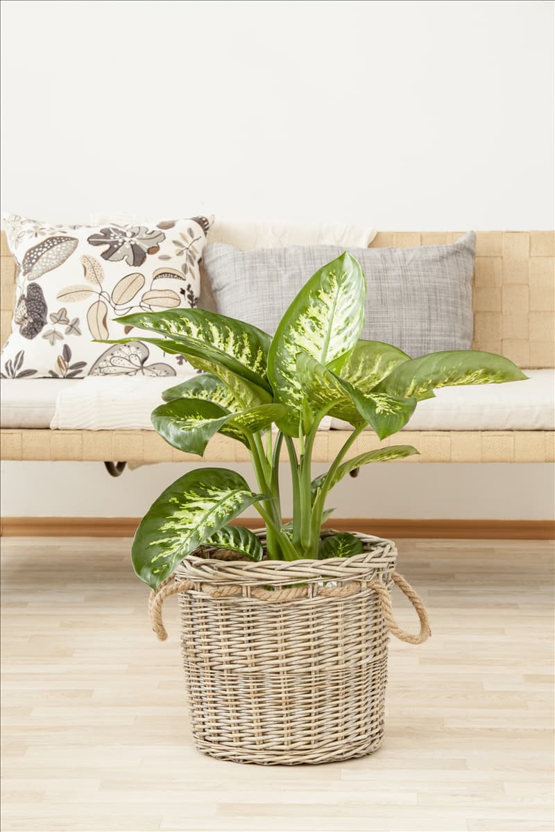 Dieffenbachia seguine 'Tropic Snow'