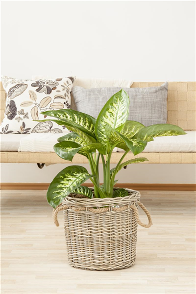 Dieffenbachia seguine 'Tropic Snow'