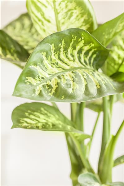 Dieffenbachia seguine 'Tropic Snow'