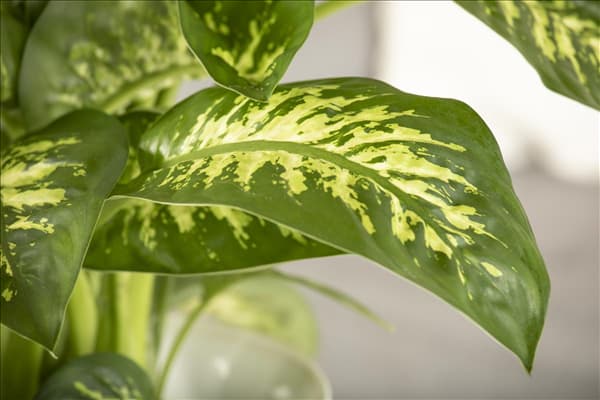 Dieffenbachia seguine 'Tropic Snow'
