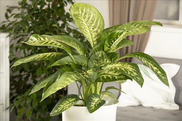 Dieffenbachia seguine 'Tropic Snow'