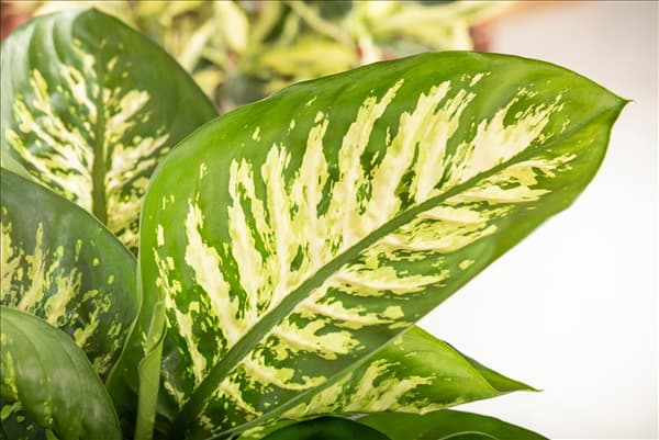 Dieffenbachia seguine 'Tropic Snow'
