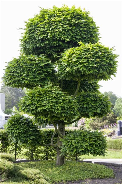 Fagus sylvatica