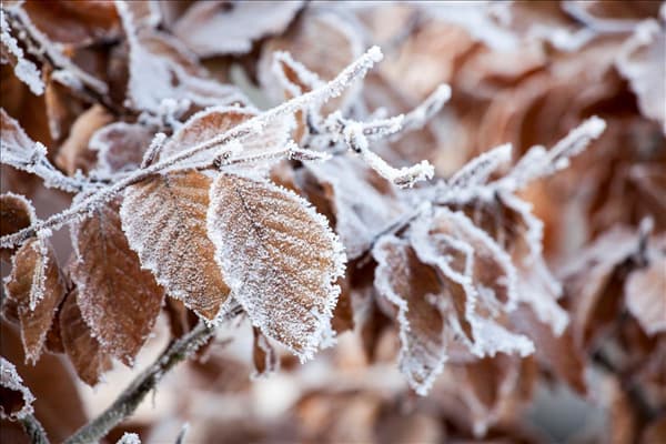 Fagus sylvatica