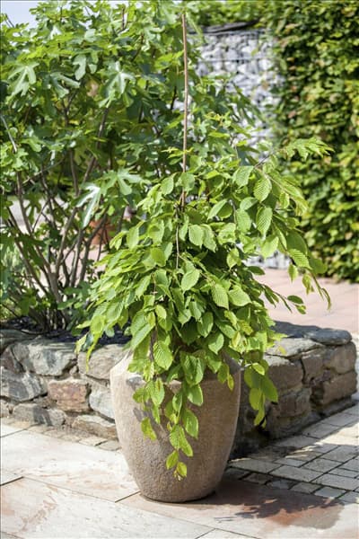 Fagus sylvatica