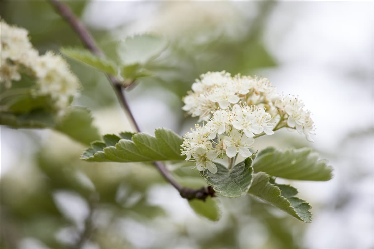 Crataegus