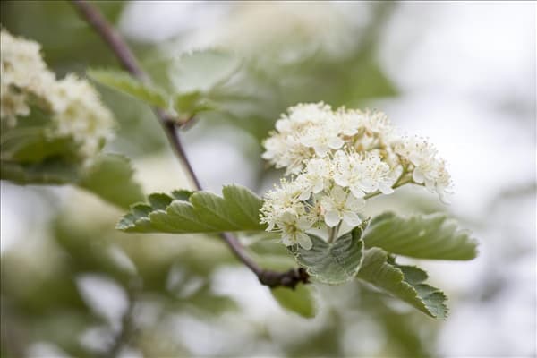 Crataegus