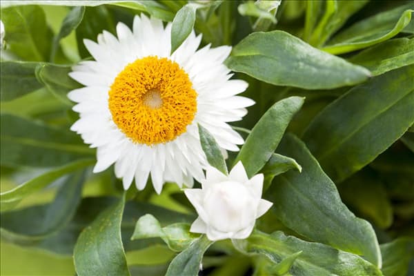 Helichrysum bracteatum
