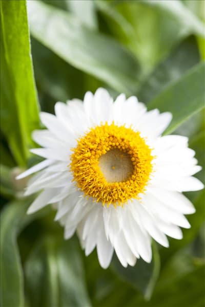 Helichrysum bracteatum
