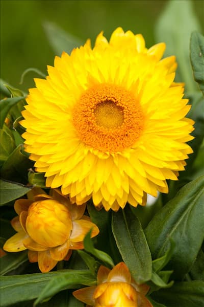 Helichrysum bracteatum