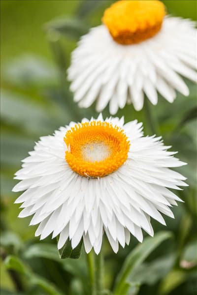 Helichrysum bracteatum