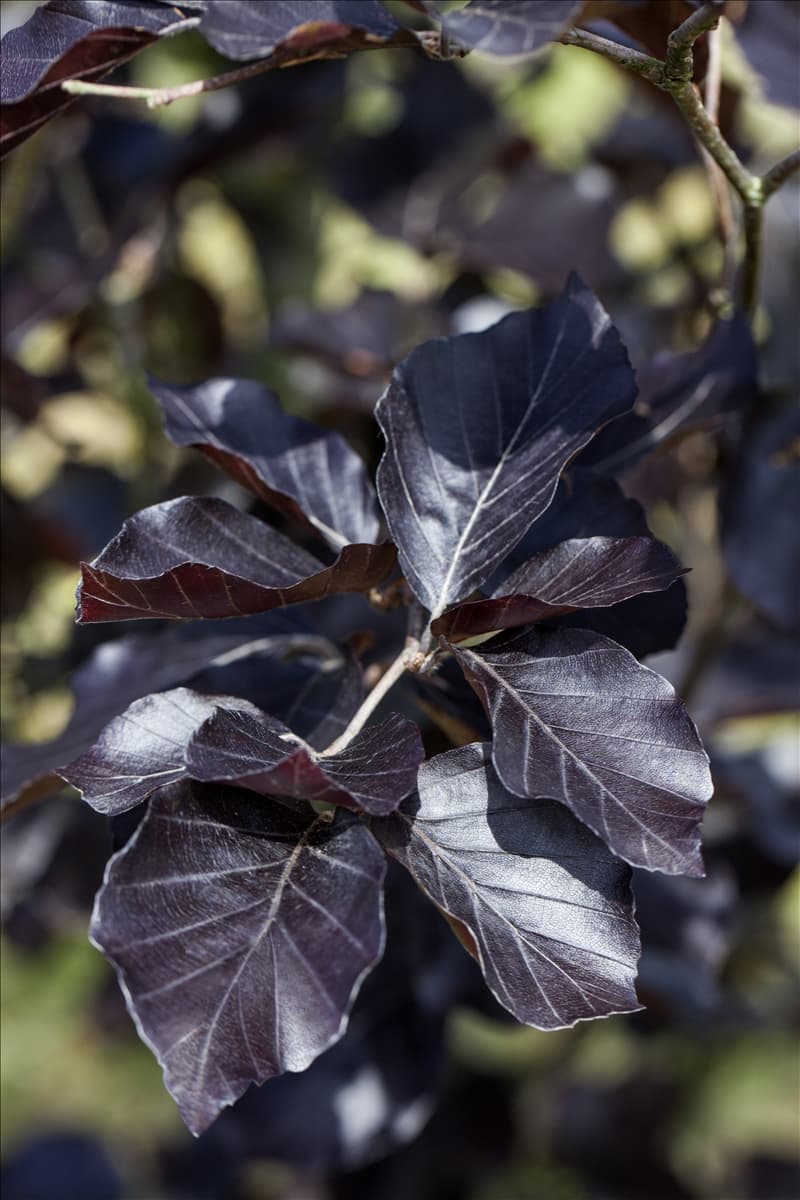 Fagus sylvatica 'Atropurpurea'