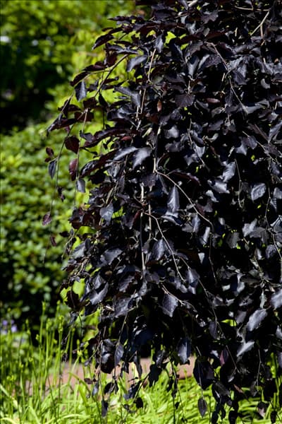 Fagus sylvatica 'Atropurpurea'