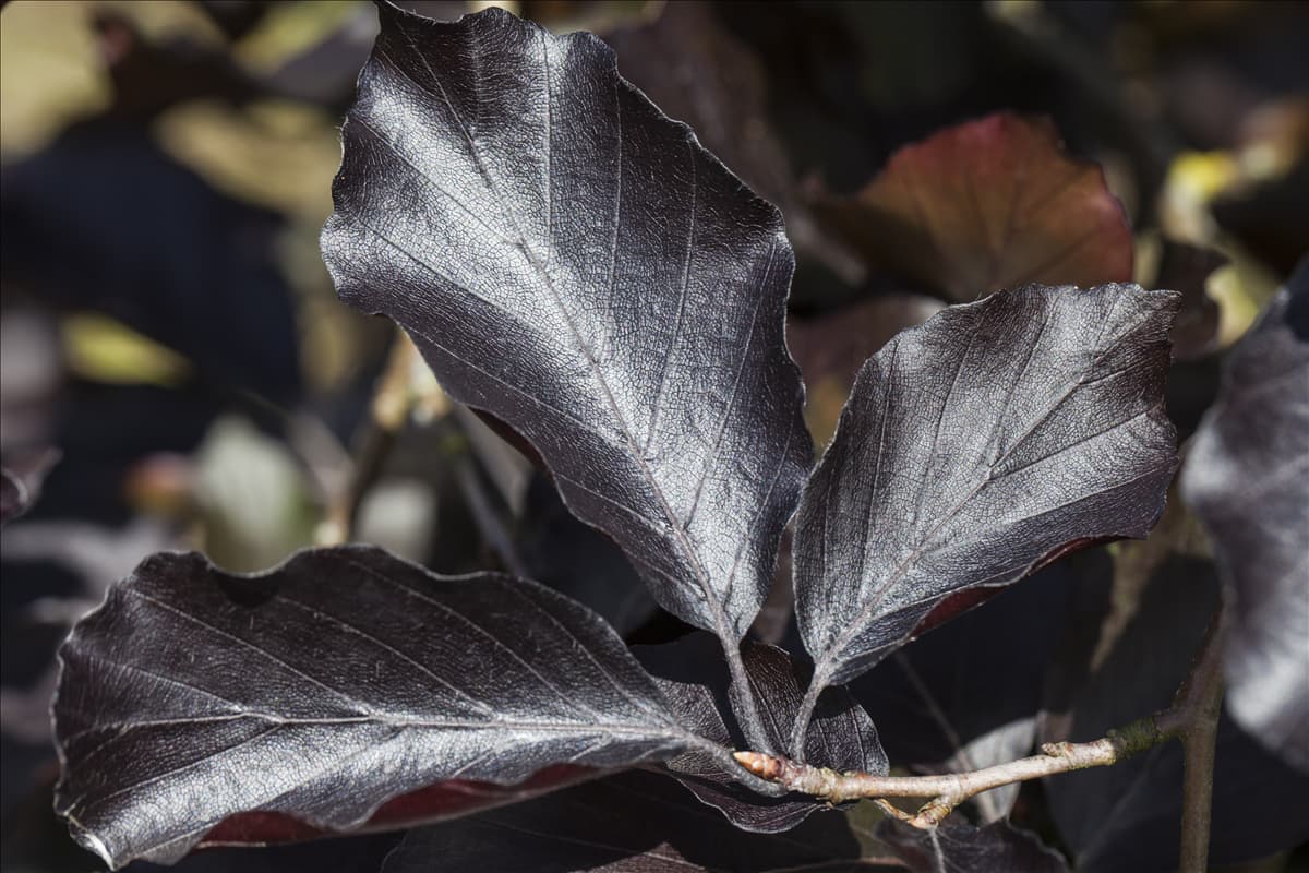 Fagus sylvatica 'Atropurpurea'