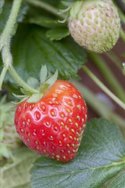 Fragaria x ananassa