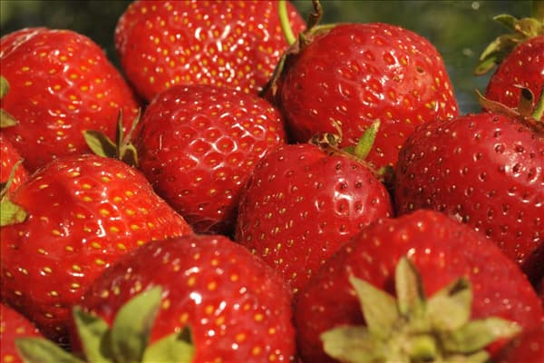 Fragaria x ananassa 'Senga®-Sengana®'