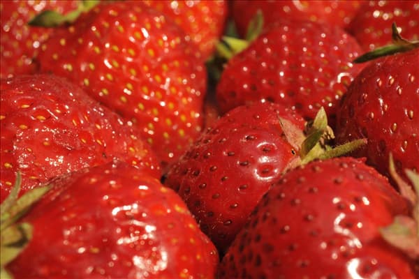 Fragaria x ananassa 'Senga®-Sengana®'