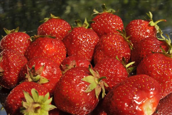 Fragaria x ananassa 'Senga®-Sengana®'