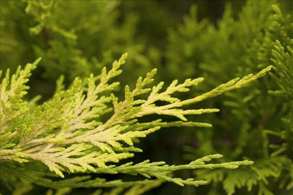 Cupressocyparis leylandii 'Gold Rider'