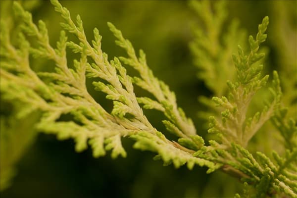 Cupressocyparis leylandii 'Gold Rider'