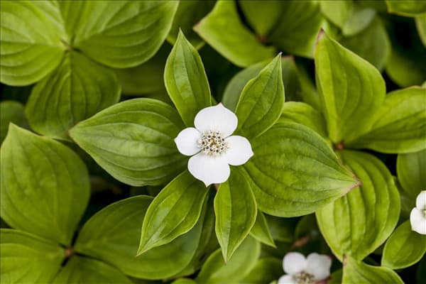 Cornus canadensis