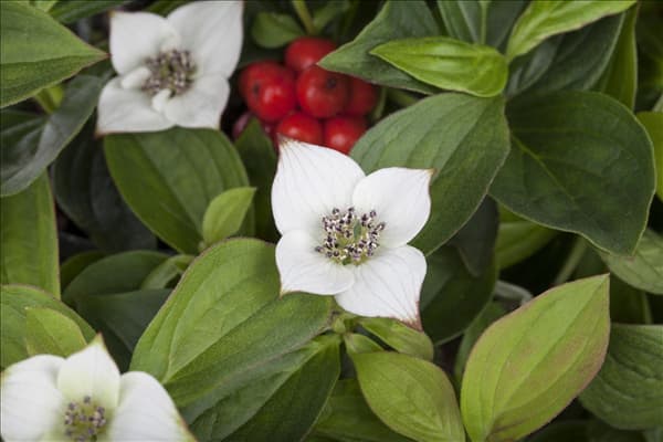 Cornus canadensis
