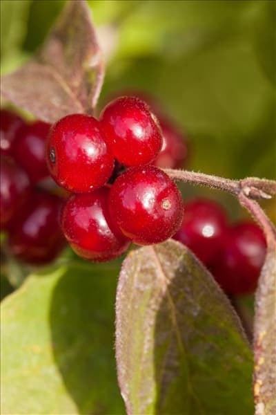 Cornus canadensis