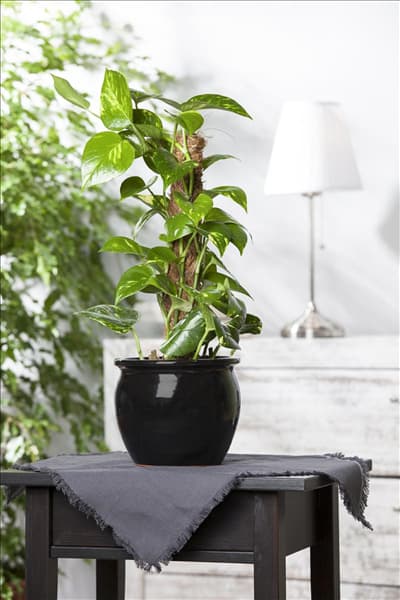 Epipremnum aureum