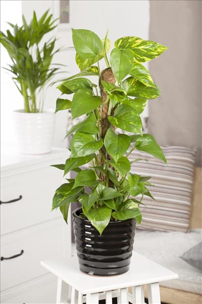 Epipremnum aureum