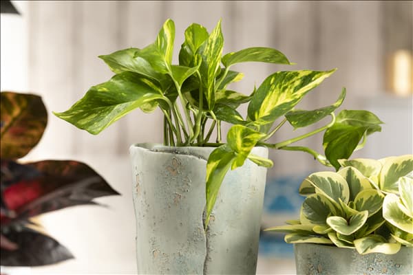 Epipremnum aureum