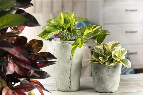 Epipremnum aureum