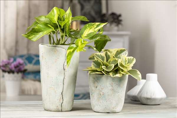 Epipremnum aureum