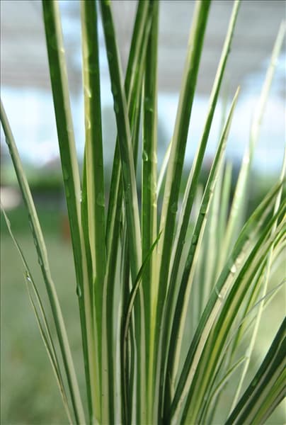 Acorus gramineus